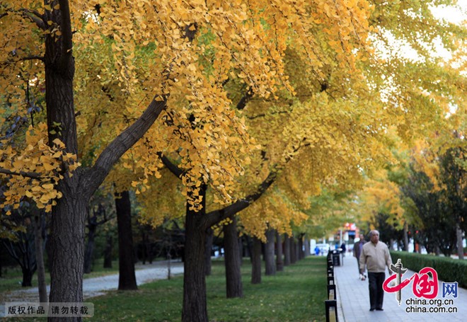 Công viên Địa Đàn ở phía bắc thành phố Bắc Kinh cũng có rất nhiều cây ngân hạnh. Nơi này được xây dựng từ năm 1530 dưới triều Minh, là nơi triều đình thường tổ chức tế lễ dịp hạ chí. Địa Đàn rộng 42,7 ha, là đàn rộng nhất trong 4 đàn ở Bắc Kinh, chỉ sau Thiên Đàn. Ảnh: China.org.cn. Công viên Địa Đàn ở phía bắc thành phố Bắc Kinh cũng có rất nhiều cây ngân hạnh. Nơi này được xây dựng từ năm 1530 dưới triều Minh, là nơi triều đình thường tổ chức tế lễ dịp hạ chí. Địa Đàn rộng 42,7 ha, là đàn rộng nhất trong 4 đàn ở Bắc Kinh, chỉ sau Thiên Đàn. Ảnh: China.org.cn.